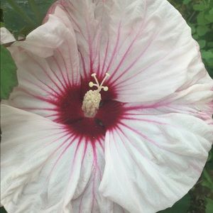 Meet your Posher, Alexandra